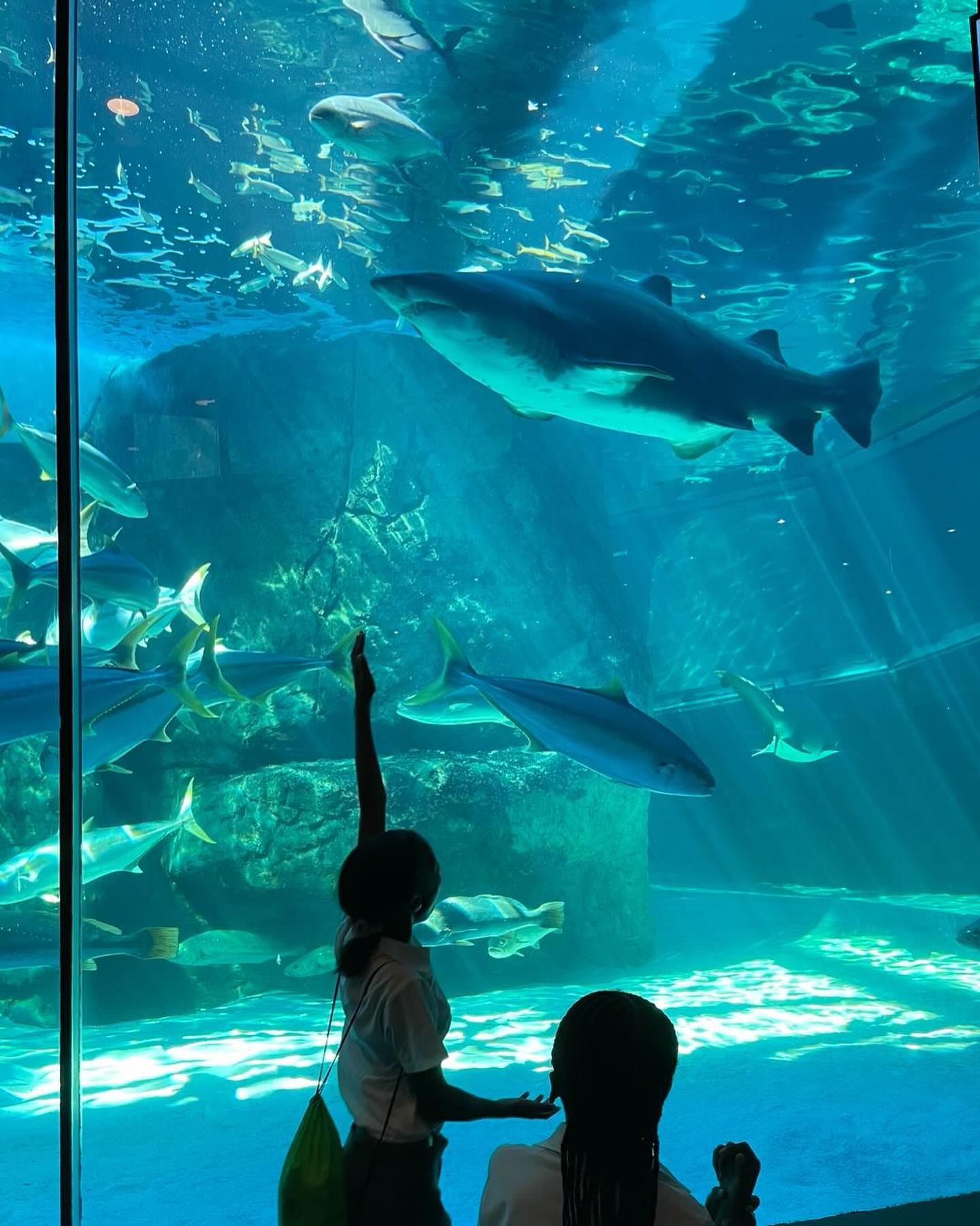 Exciting Day at Two Oceans Aquarium! 🐠🌊 Our aftern
